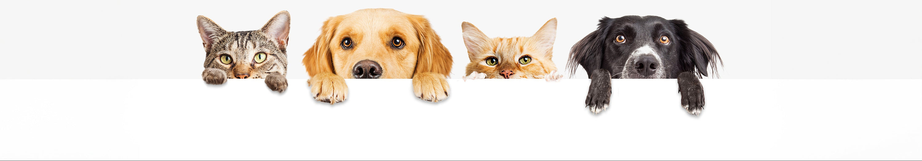 Home Page Banner Image